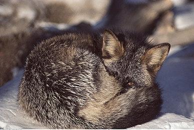 经典重制《福尔摩斯：觉醒》发布首个游玩预告